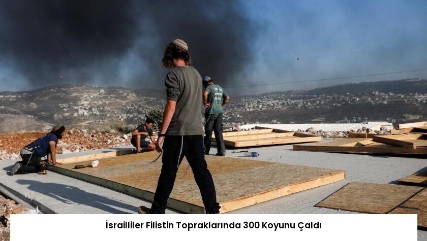 İsrailliler Filistin Topraklarında 300 Koyunu Çaldı