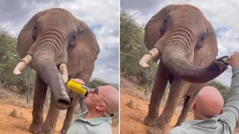 Kenya’da Filin Hortumuna Alkol Döken Turiste Tepki