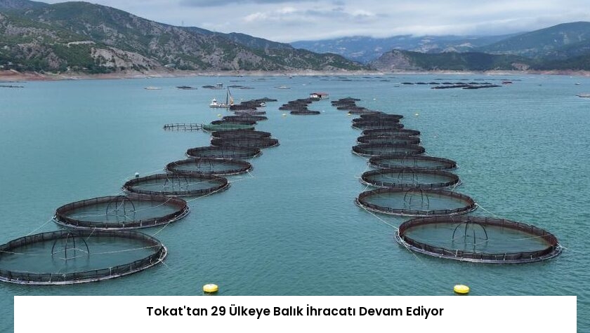 Tokat’tan 29 Ülkeye Balık İhracatı Devam Ediyor