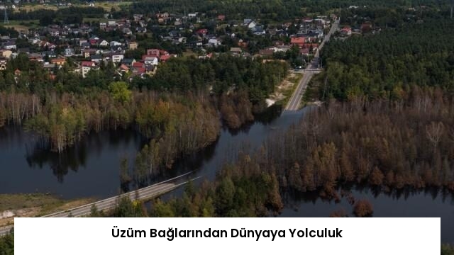Üzüm Bağlarından Dünyaya Yolculuk