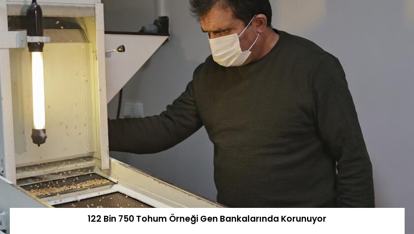 122 Bin 750 Tohum Örneği Gen Bankalarında Korunuyor