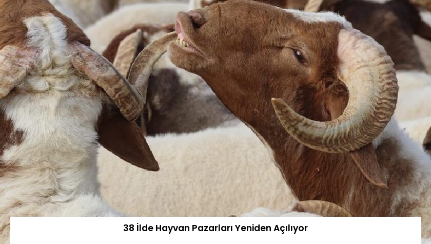 38 İlde Hayvan Pazarları Yeniden Açılıyor