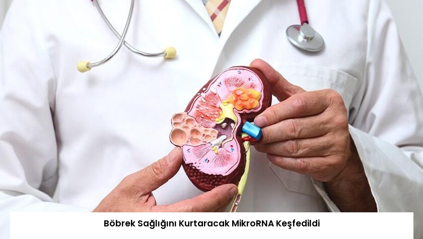 Böbrek Sağlığını Kurtaracak MikroRNA Keşfedildi