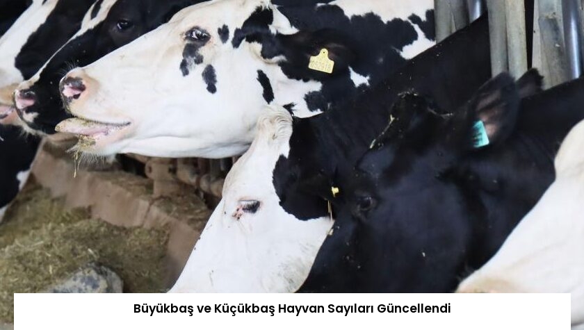 Büyükbaş ve Küçükbaş Hayvan Sayıları Güncellendi