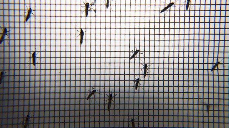Çin’de Chikungunya Ateşi Vakaları Artıyor