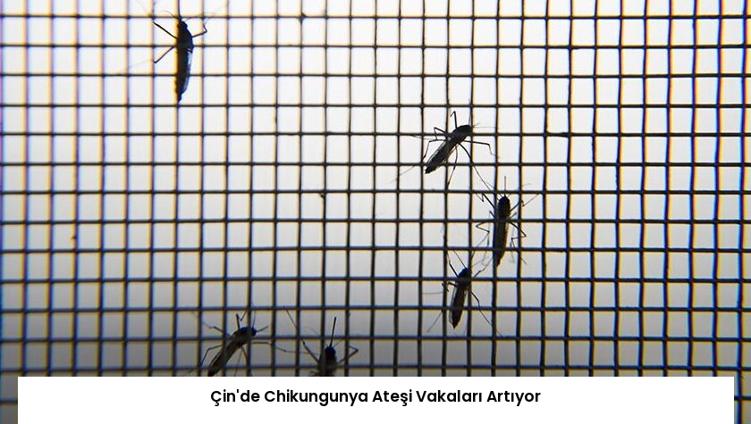 Çin’de Chikungunya Ateşi Vakaları Artıyor