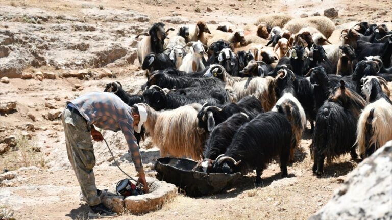 Çoban Desteğine Yeni Ödemeler Eklendi