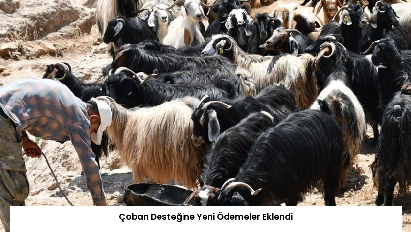 Çoban Desteğine Yeni Ödemeler Eklendi