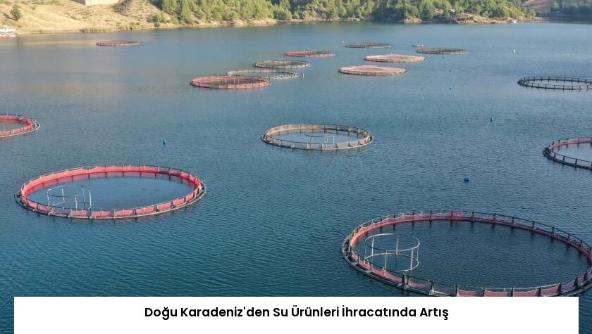 Doğu Karadeniz’den Su Ürünleri İhracatında Artış