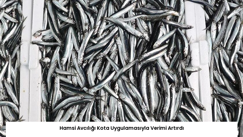 Hamsi Avcılığı Kota Uygulamasıyla Verimi Artırdı