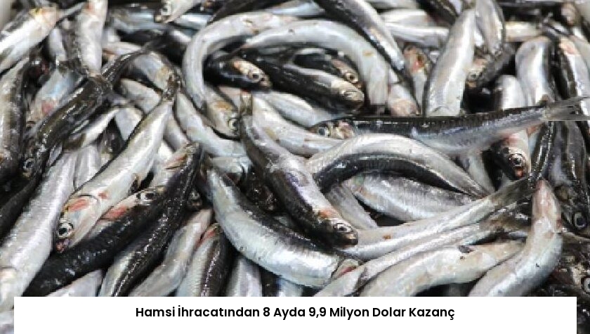 Hamsi İhracatından 8 Ayda 9,9 Milyon Dolar Kazanç