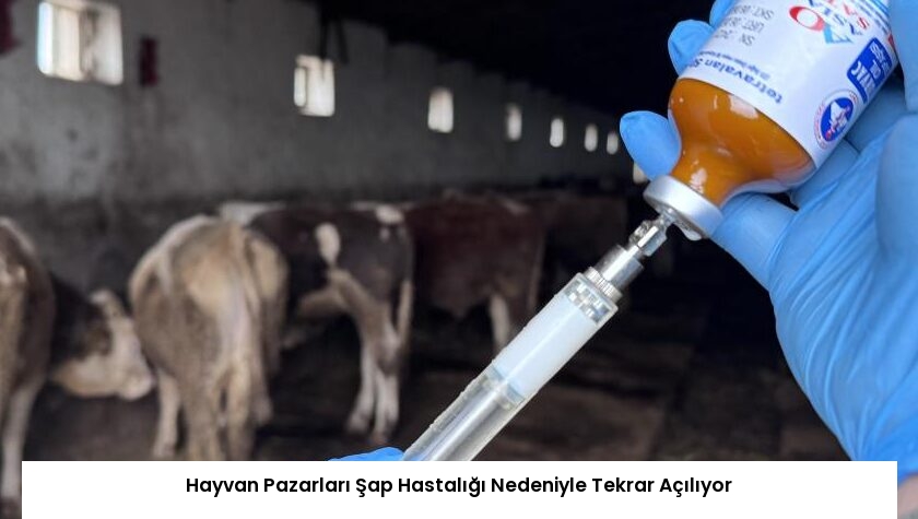Hayvan Pazarları Şap Hastalığı Nedeniyle Tekrar Açılıyor
