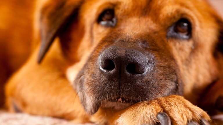 İtalya’da Köpeklere Yeni Vergi Uygulaması