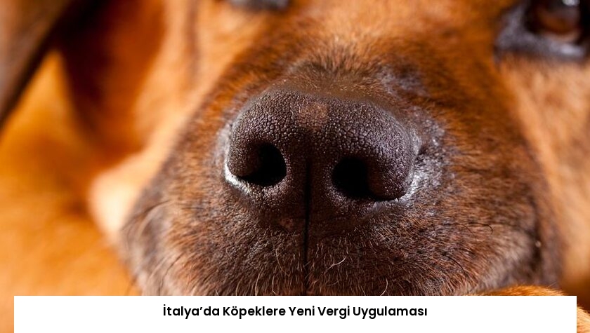 İtalya’da Köpeklere Yeni Vergi Uygulaması
