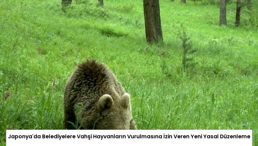 Japonya’da Belediyelere Vahşi Hayvanların Vurulmasına İzin Veren Yeni Yasal Düzenleme