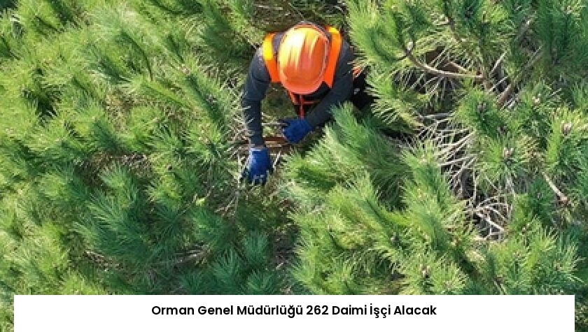 Orman Genel Müdürlüğü 262 Daimi İşçi Alacak