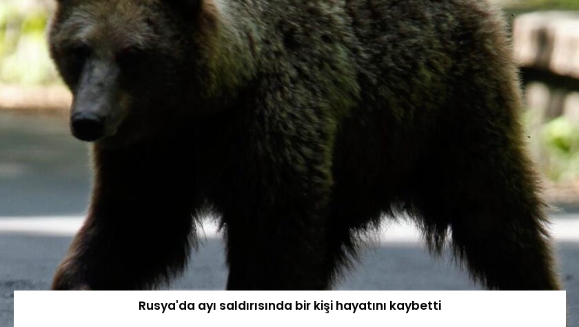 Rusya’da ayı saldırısında bir kişi hayatını kaybetti