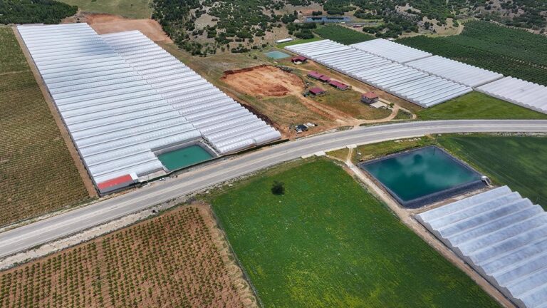 Tarım, Ormancılık ve Balıkçılık Sektöründe Büyük Büyüme!