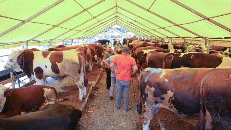 Tarım ve Orman Bakanı Yumaklı: 14 İlde Hayvan Pazarları Yeniden Aktif