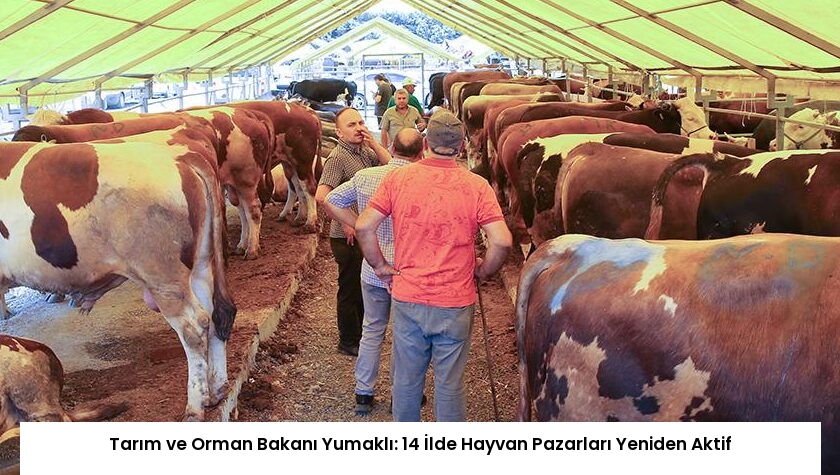 Tarım ve Orman Bakanı Yumaklı: 14 İlde Hayvan Pazarları Yeniden Aktif