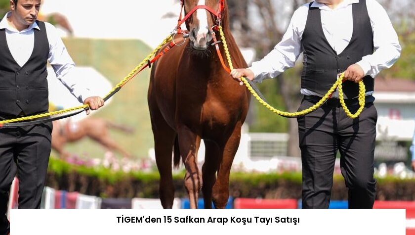 TİGEM’den 15 Safkan Arap Koşu Tayı Satışı
