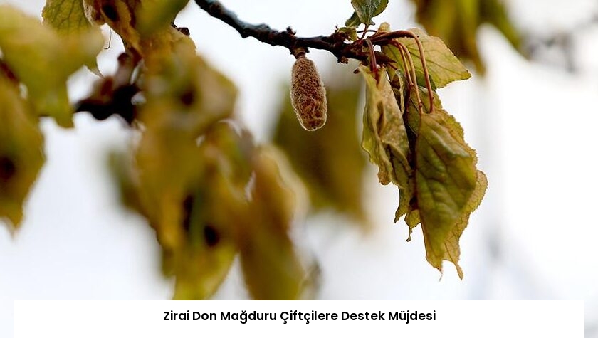 Zirai Don Mağduru Çiftçilere Destek Müjdesi