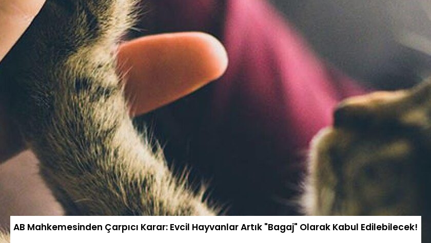 AB Mahkemesinden Çarpıcı Karar: Evcil Hayvanlar Artık “Bagaj” Olarak Kabul Edilebilecek!