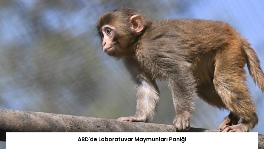 ABD’de Laboratuvar Maymunları Paniği
