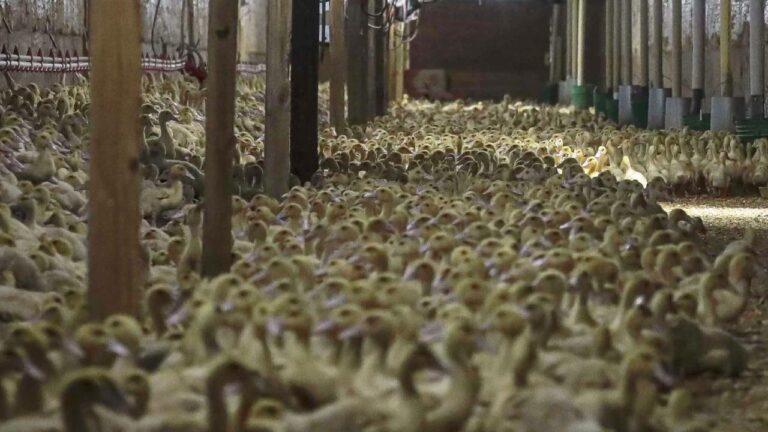 Almanya’da Kuş Gribi Nedeniyle 400 Bin Fazla Hayvan İtlaf Edildi