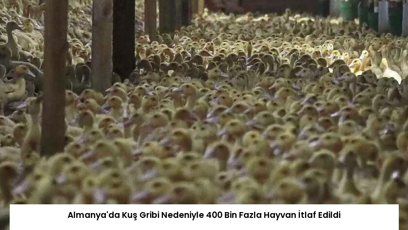 Almanya’da Kuş Gribi Nedeniyle 400 Bin Fazla Hayvan İtlaf Edildi