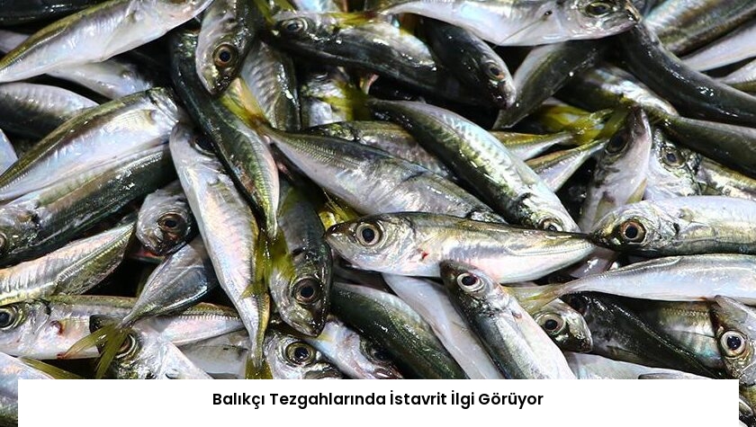 Balıkçı Tezgahlarında İstavrit İlgi Görüyor