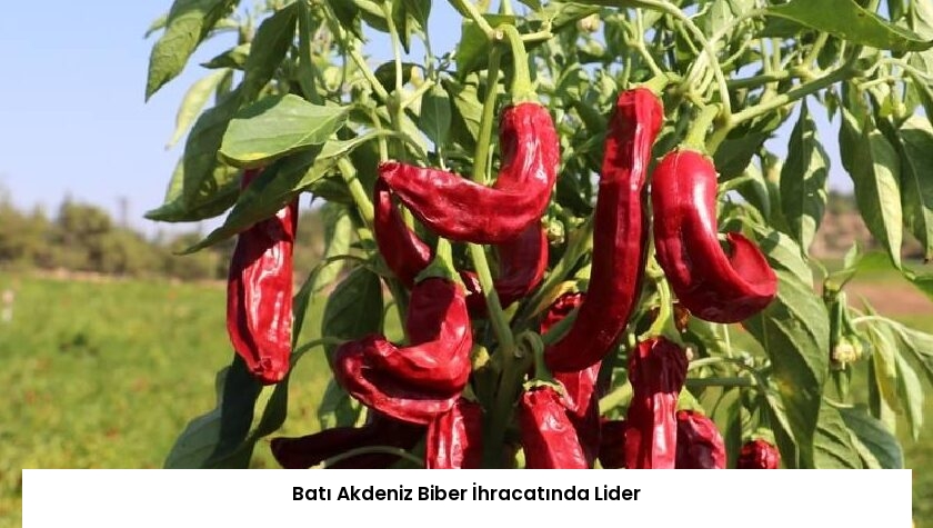 Batı Akdeniz Biber İhracatında Lider