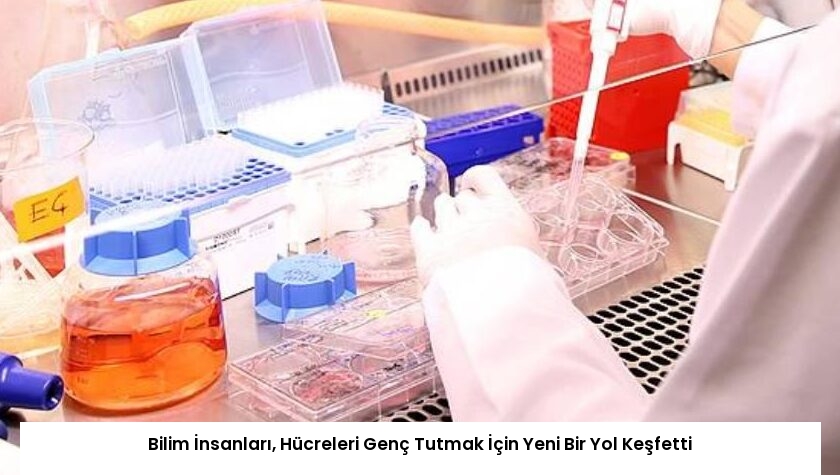 Bilim İnsanları, Hücreleri Genç Tutmak İçin Yeni Bir Yol Keşfetti