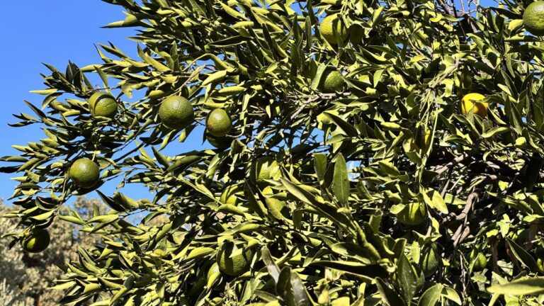 Bodrum mandalinasında rekolte beklentisi artıyor