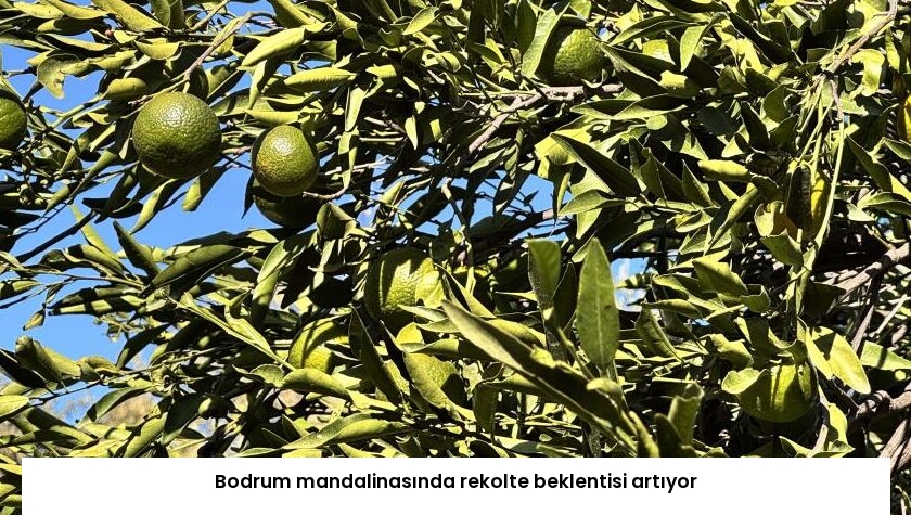 Bodrum mandalinasında rekolte beklentisi artıyor
