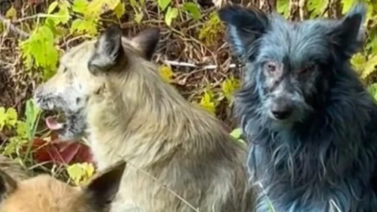 Çernobil’de Mavi Köpekler Görüldü: Bilim İnsanları Şaşkın