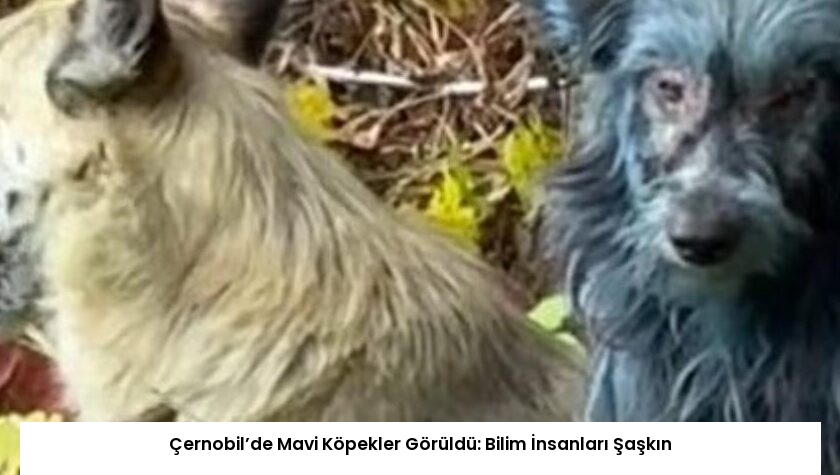 Çernobil’de Mavi Köpekler Görüldü: Bilim İnsanları Şaşkın