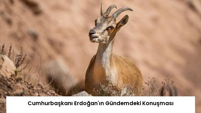 Cumhurbaşkanı Erdoğan’ın Gündemdeki Konuşması