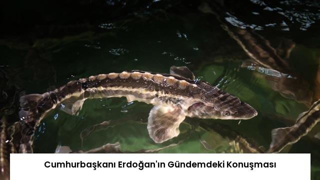 Cumhurbaşkanı Erdoğan’ın Gündemdeki Konuşması
