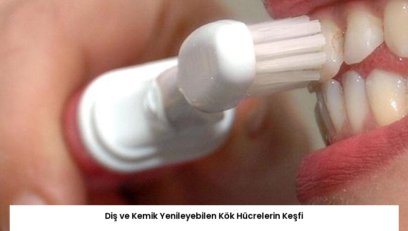 Diş ve Kemik Yenileyebilen Kök Hücrelerin Keşfi