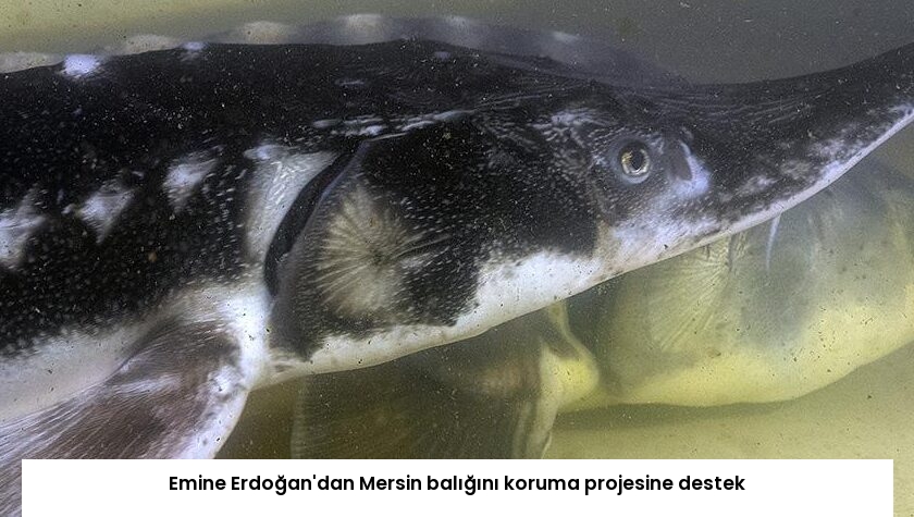 Emine Erdoğan’dan Mersin balığını koruma projesine destek