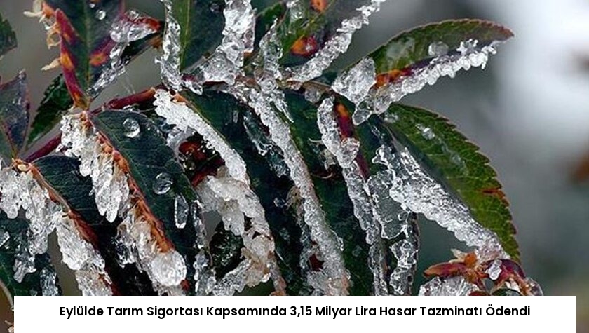 Eylülde Tarım Sigortası Kapsamında 3,15 Milyar Lira Hasar Tazminatı Ödendi