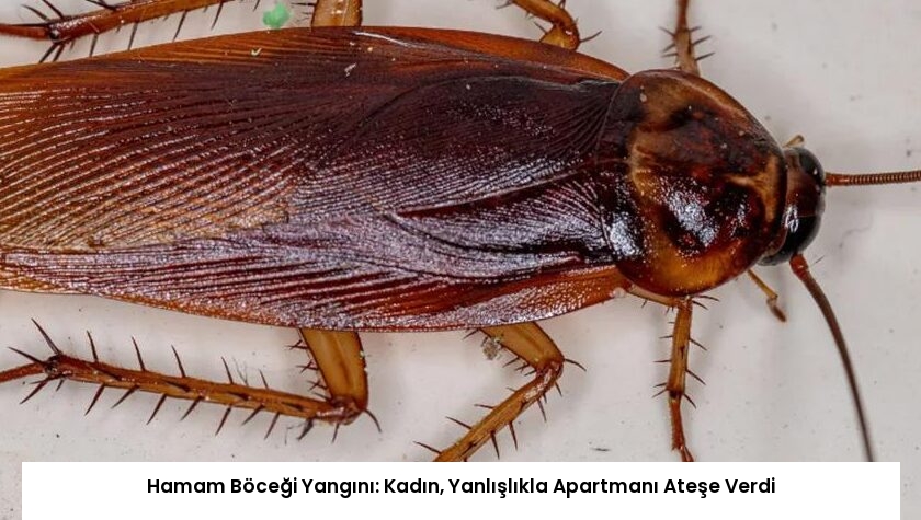 Hamam Böceği Yangını: Kadın, Yanlışlıkla Apartmanı Ateşe Verdi