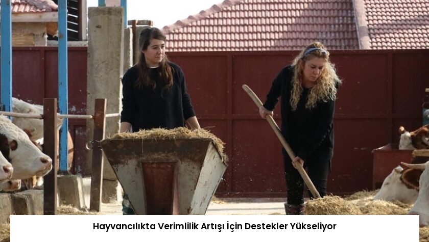 Hayvancılıkta Verimlilik Artışı İçin Destekler Yükseliyor