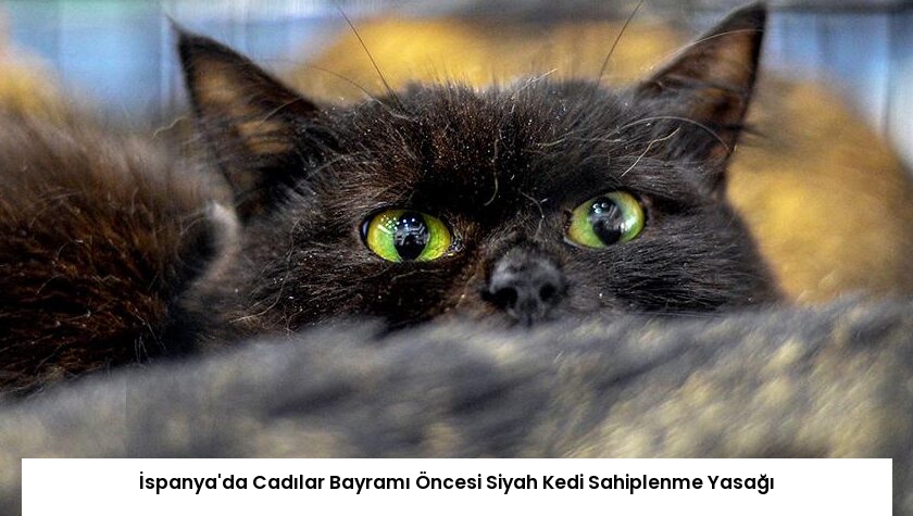 İspanya’da Cadılar Bayramı Öncesi Siyah Kedi Sahiplenme Yasağı
