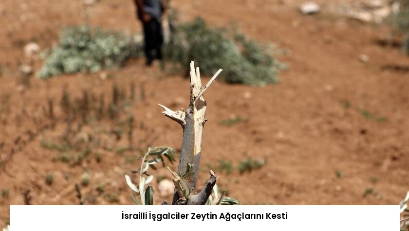 İsrailli İşgalciler Zeytin Ağaçlarını Kesti
