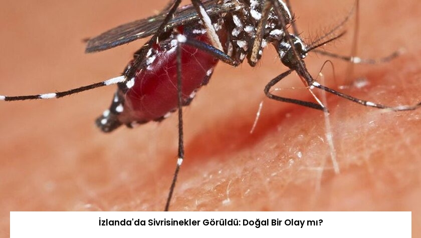 İzlanda’da Sivrisinekler Görüldü: Doğal Bir Olay mı?