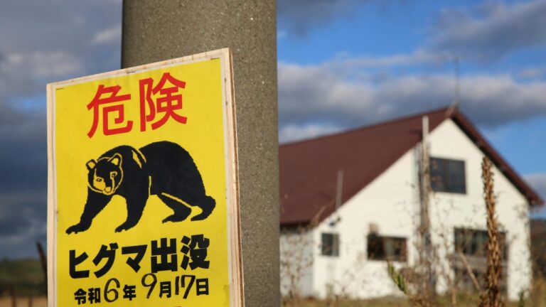 Japonya’da Ayı Saldırısı: 2 Yaralı