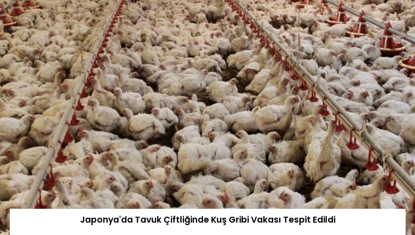Japonya’da Tavuk Çiftliğinde Kuş Gribi Vakası Tespit Edildi