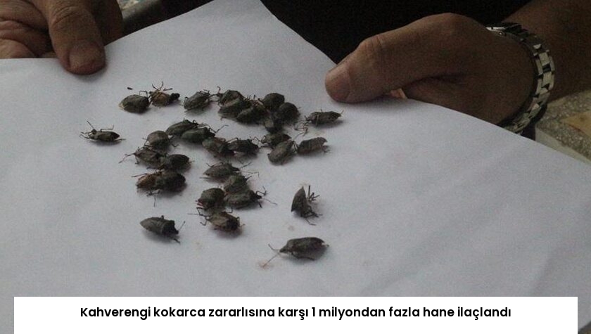 Kahverengi kokarca zararlısına karşı 1 milyondan fazla hane ilaçlandı